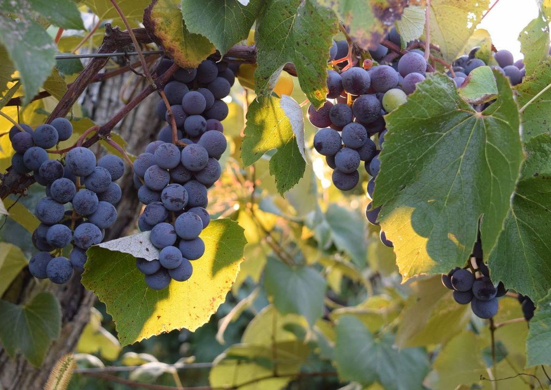 Vineyard