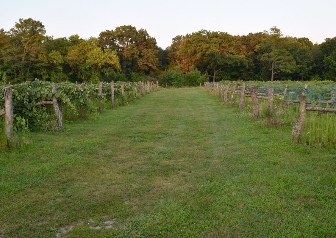 Vineyard