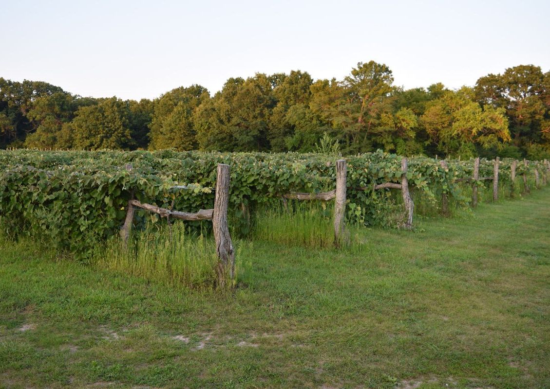 Vineyard