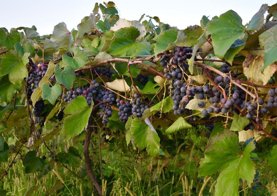 Vineyard