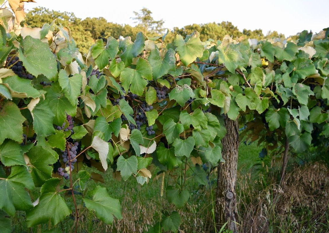 Vineyard