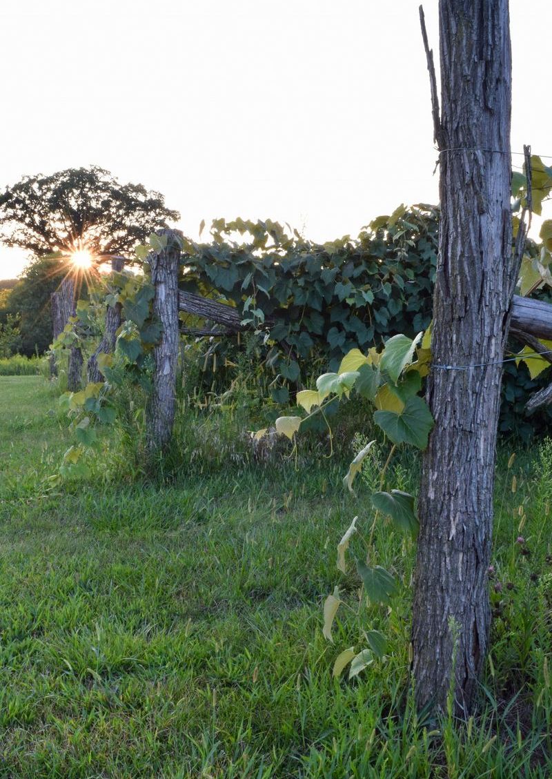 Vineyard