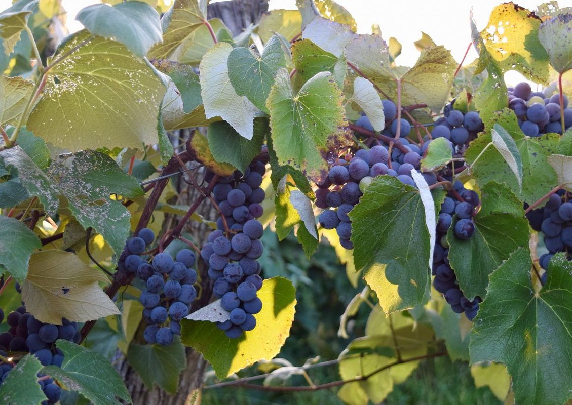 Vineyard