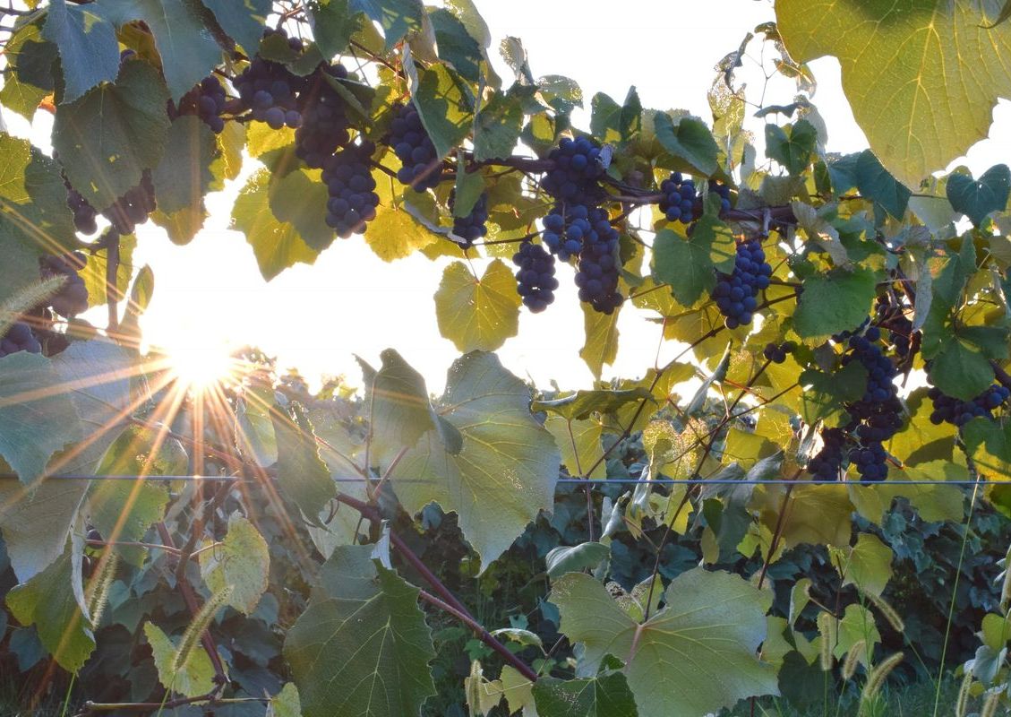Vineyard