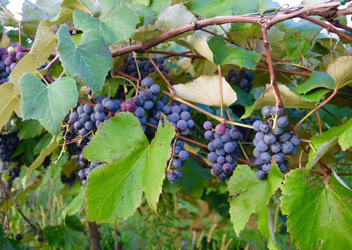 Vineyard